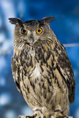 Read Eagle Owl Looking Cool Journal: 150 Page Lined Notebook/Diary - file in PDF