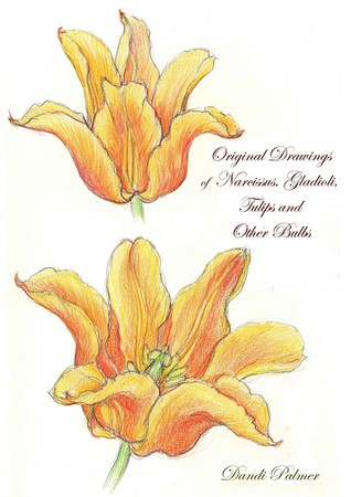 Full Download Original Drawings of Narcissus, Gladioli, Tulips and Other Bulbs - Dandi Palmer file in ePub